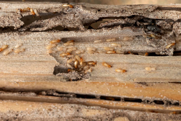 Trusted Prince Frederick, MD Pest Control Experts